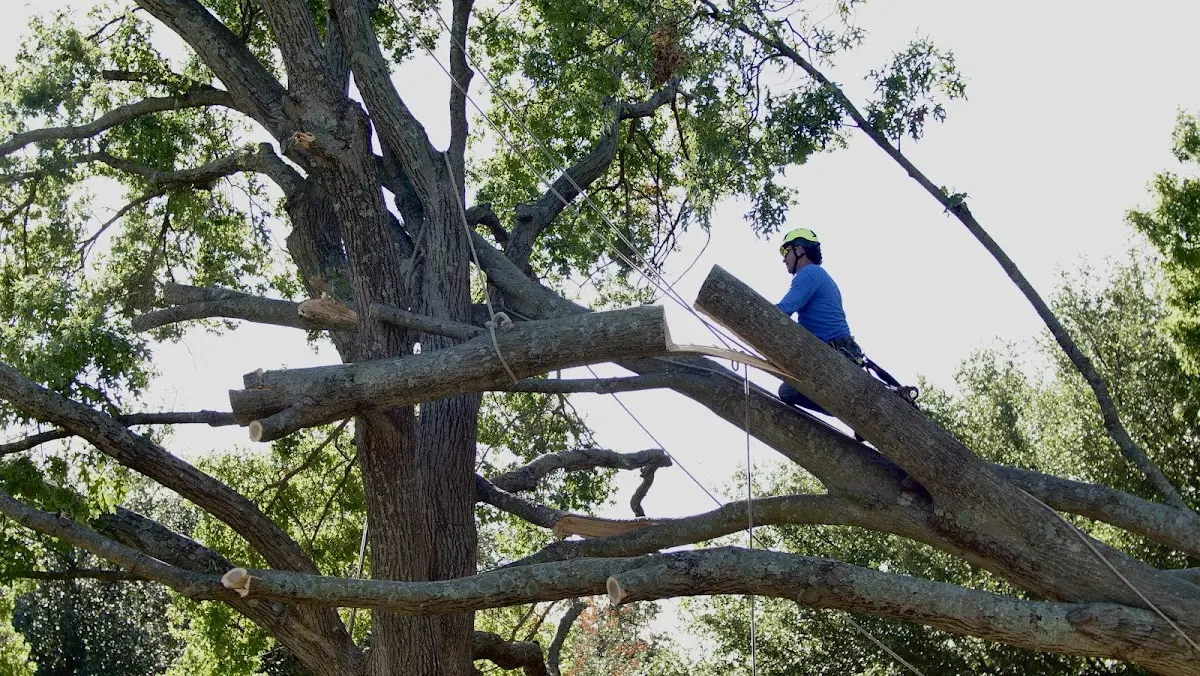 Professional Crown Thinning performed by certified arborists in Parlin
